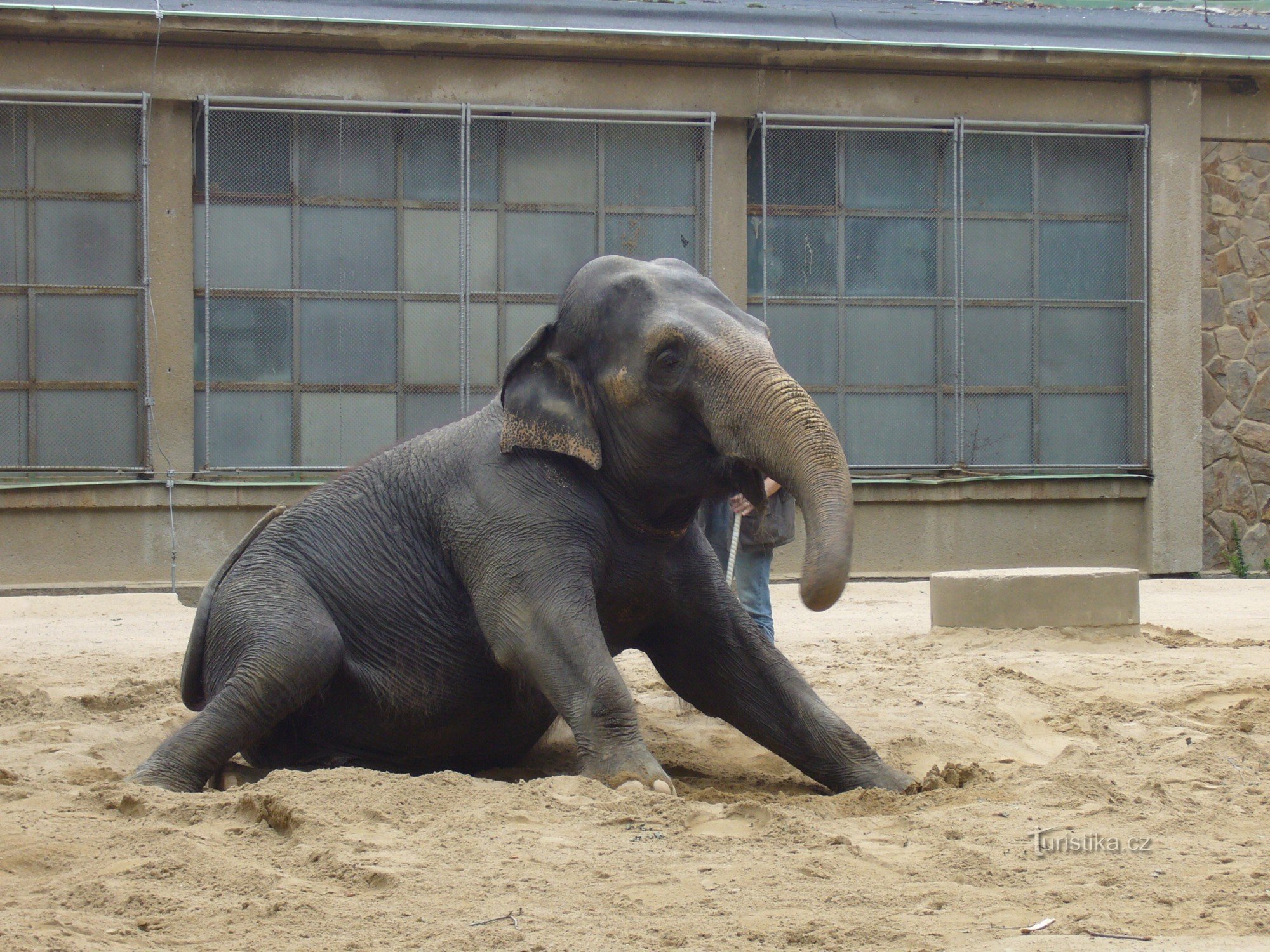 Elefant..