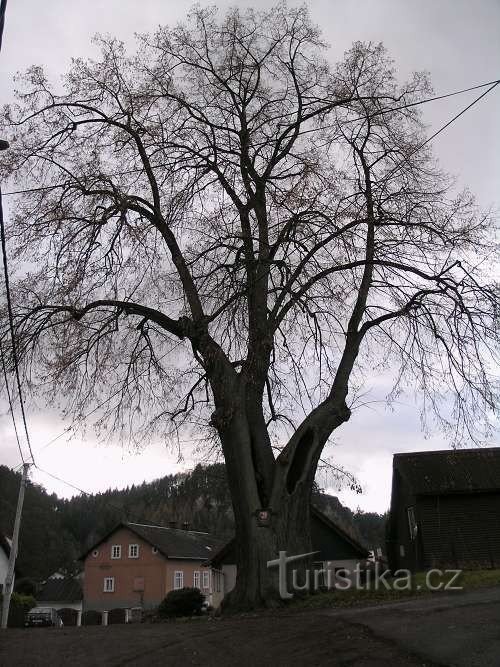 Spalte in Böhmen - eine Gedenklinde