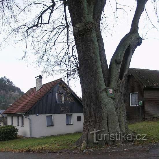 Søjle i Bøhmen - et mindelindetræ