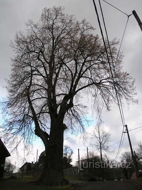 Coluna na Boêmia - uma árvore de tília memorável
