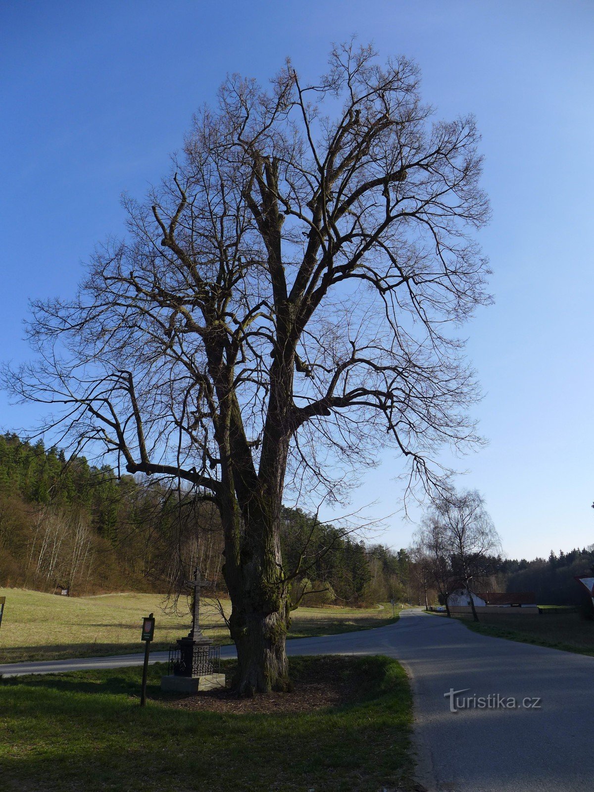 摩拉维亚喀斯特石柱 - Hřebenáč 附近的菩提树