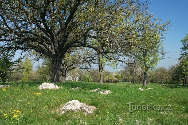 Sonnenanbeter in der Nähe von Rokle