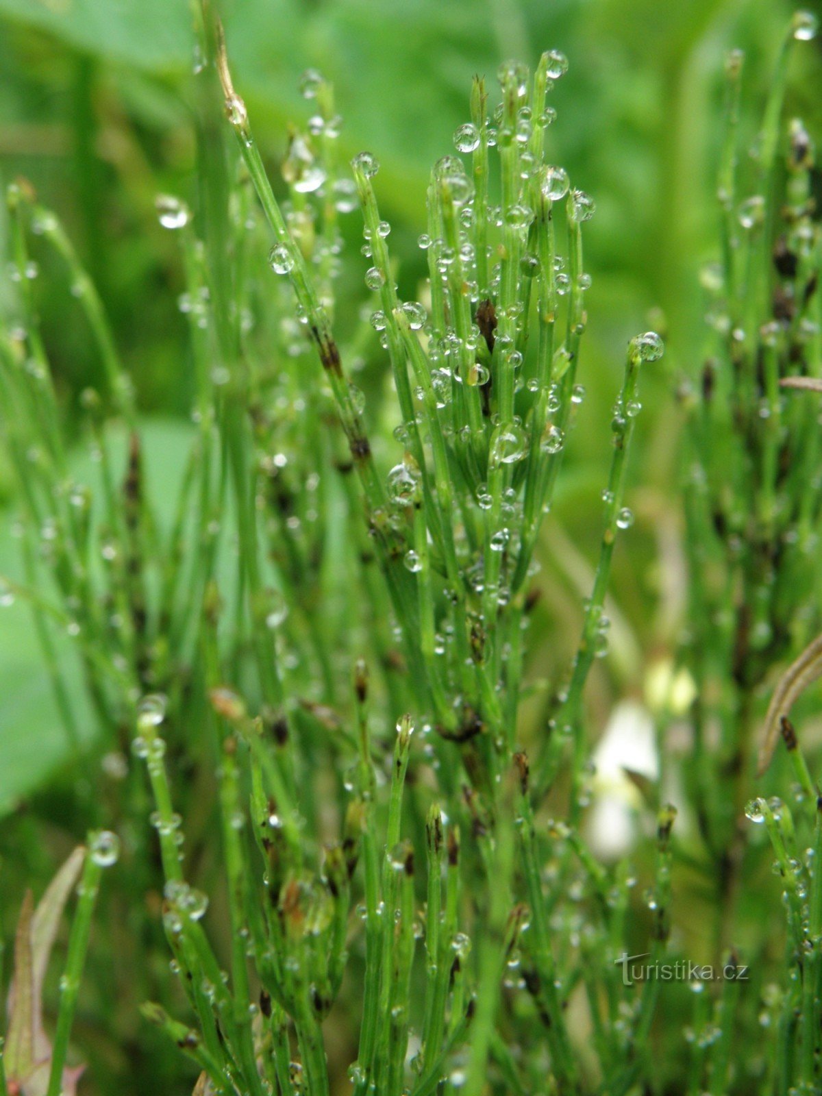 sol y gotas eso es belleza