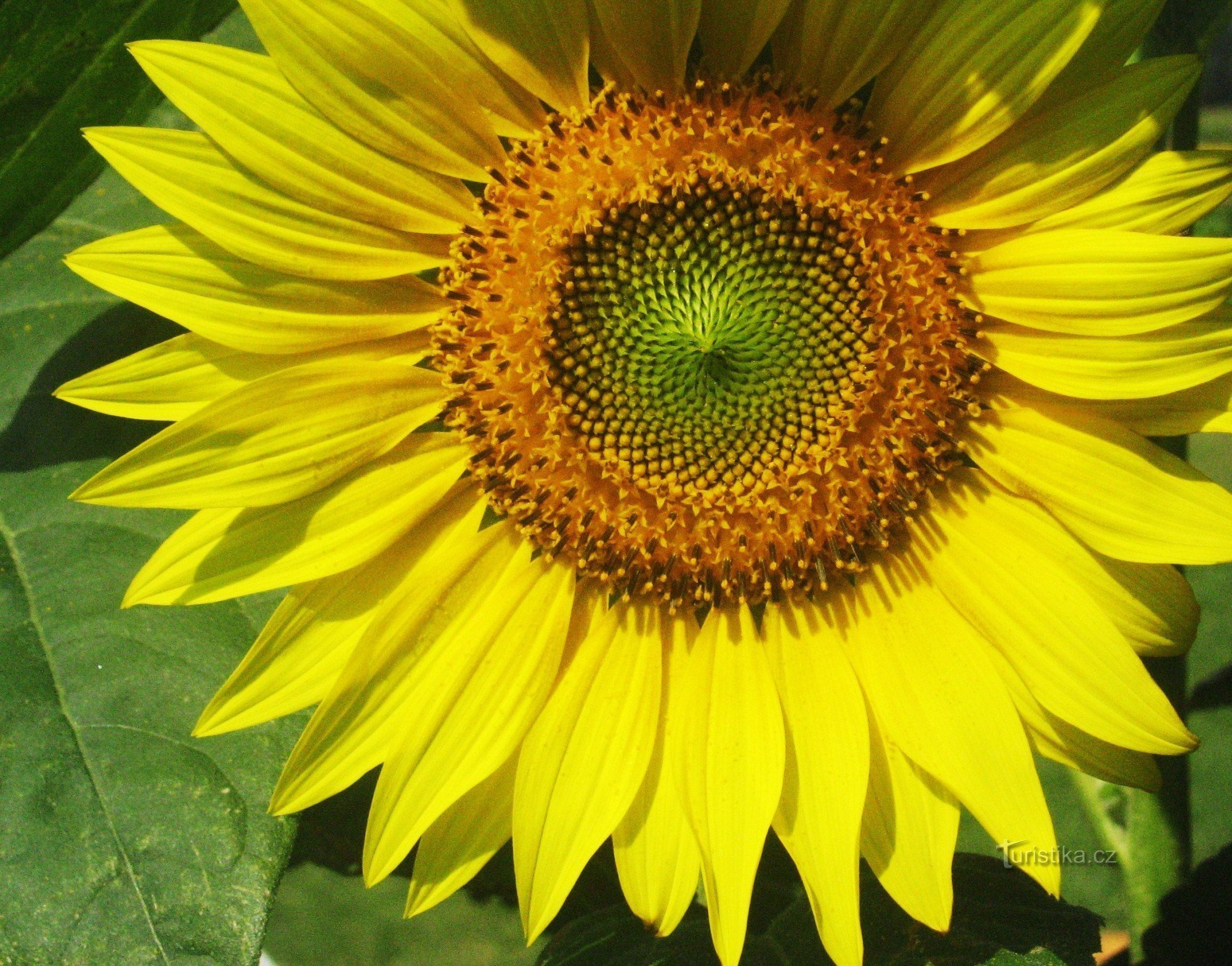 Sunflowers in Podivín