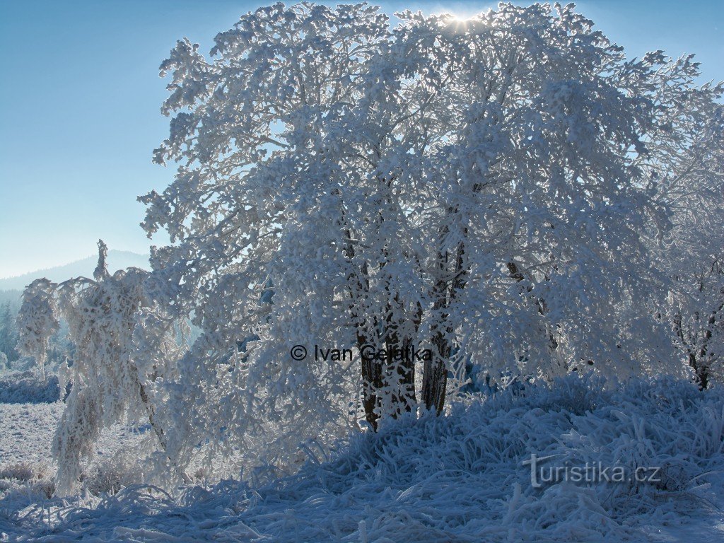 Aurinko