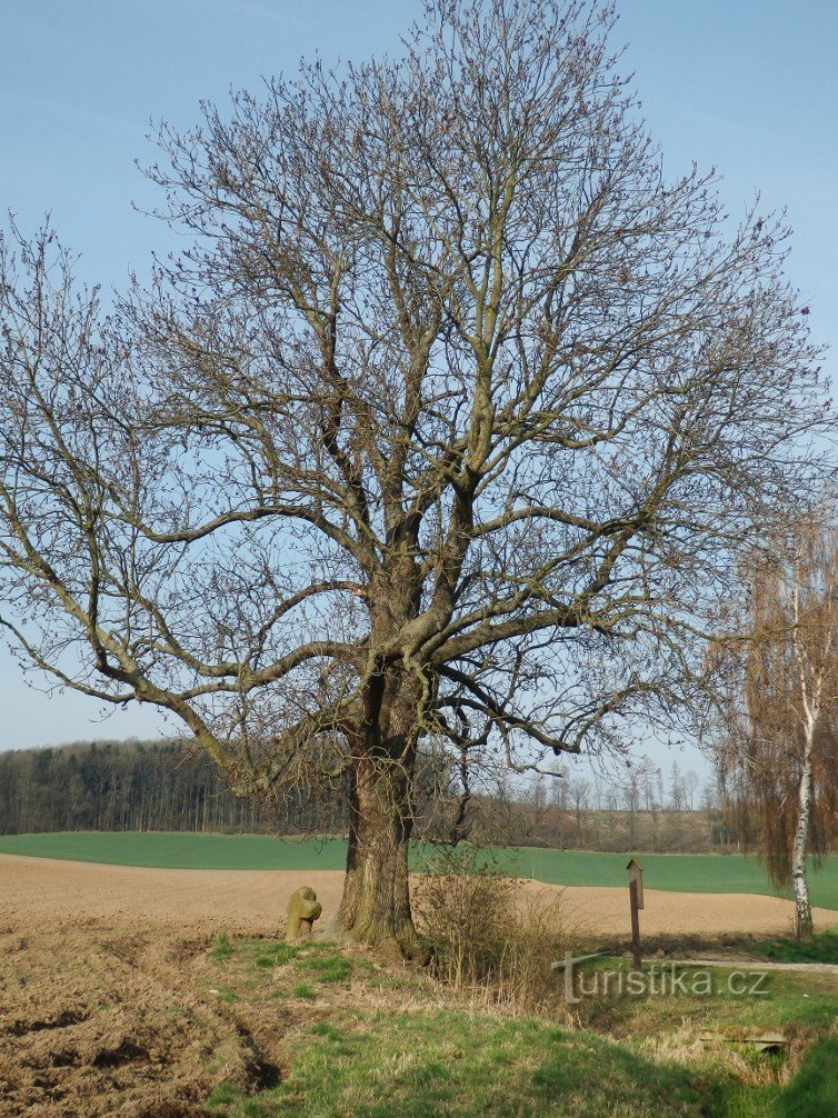 A Cruz da Reconciliação está localizada sob a árvore mais alta da área