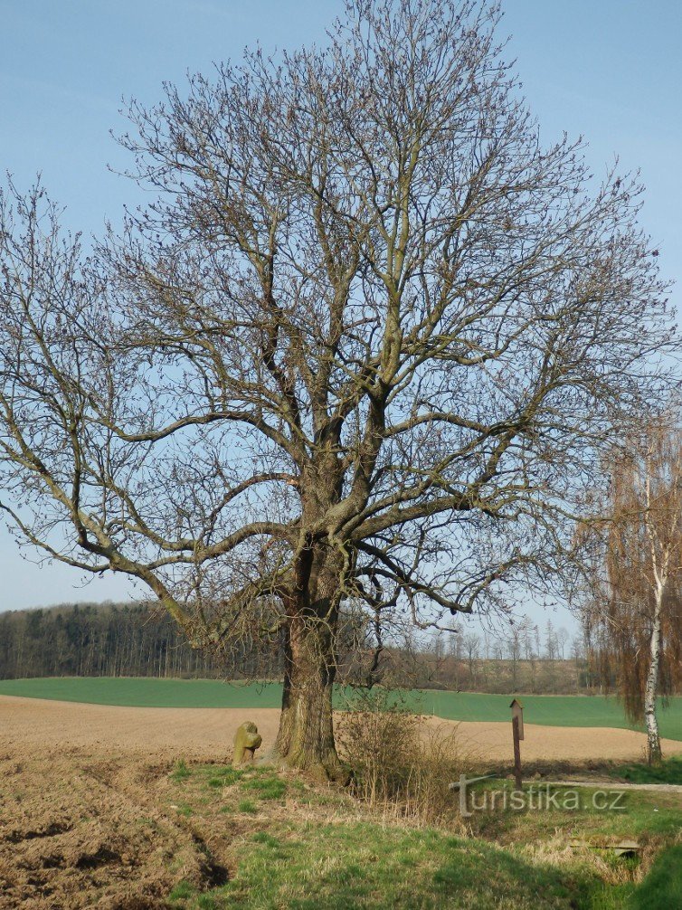 Das Versöhnungskreuz befindet sich unter dem höchsten Baum der Gegend