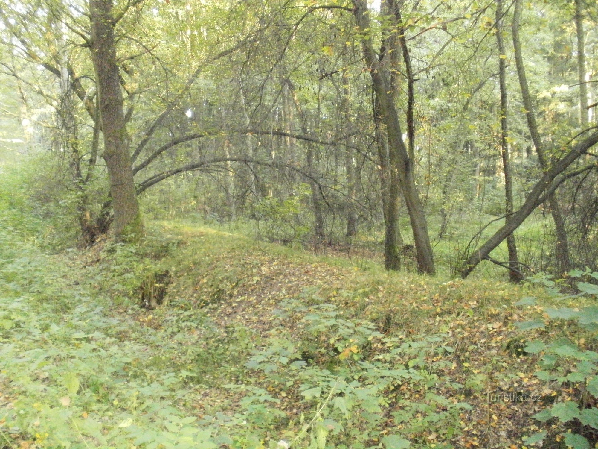 Смірицька дамба - Градецькі ліси