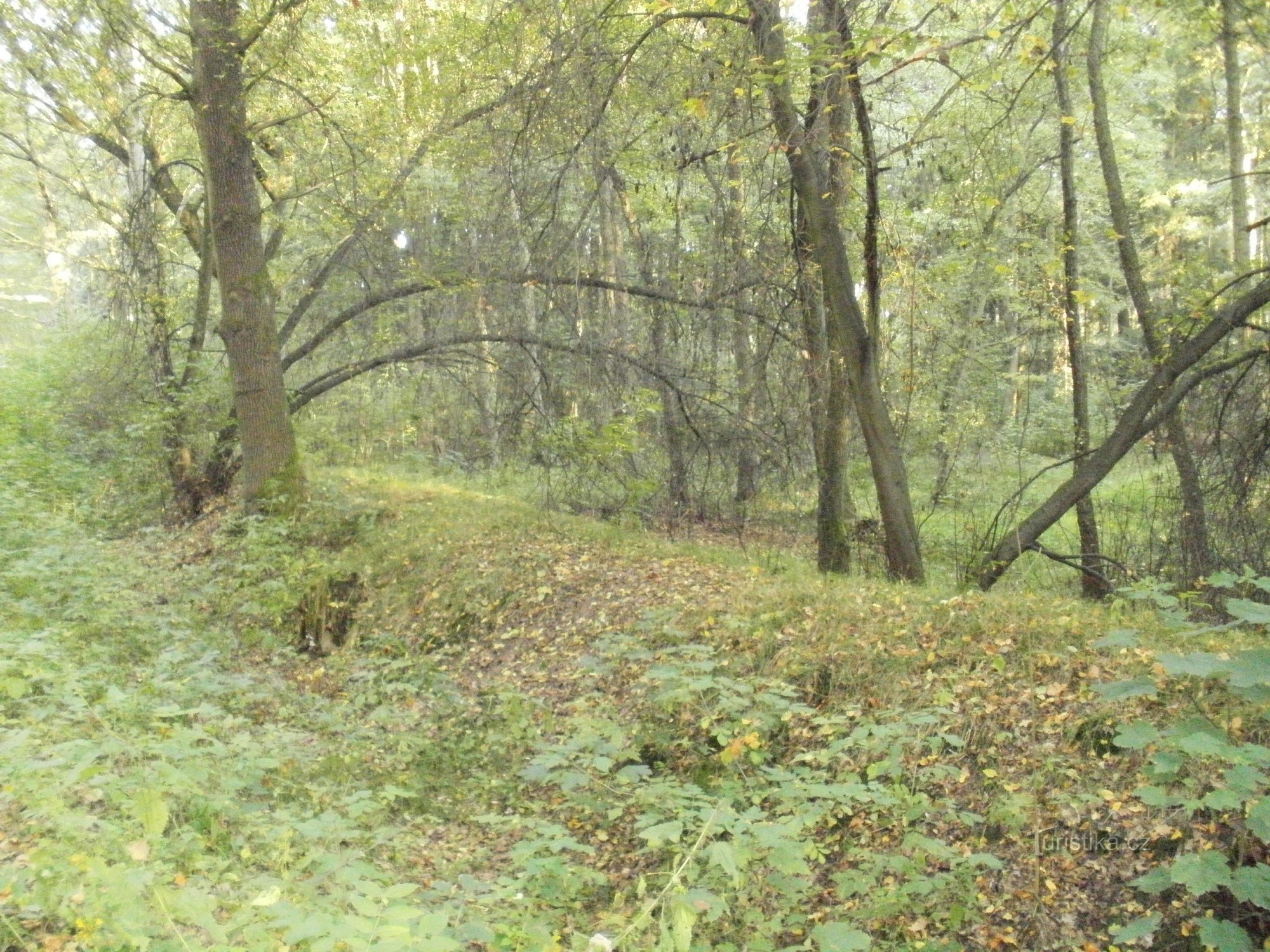 Smiřická dyke - Hradecké lesy