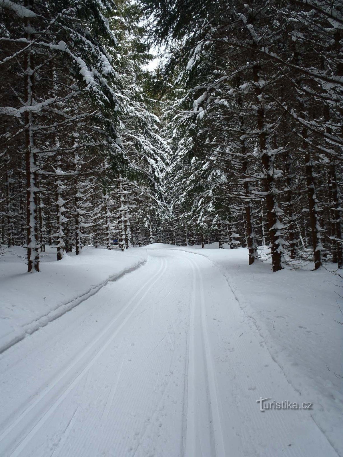 Smrčina by Ramzová - 20.2.2012