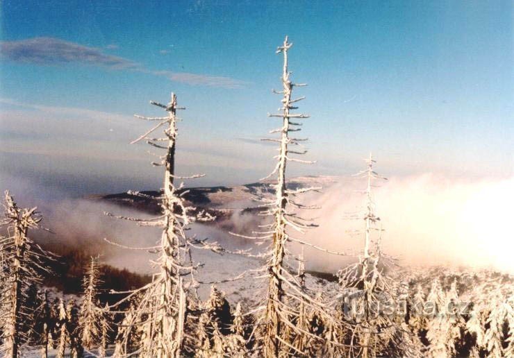 lucfenyő