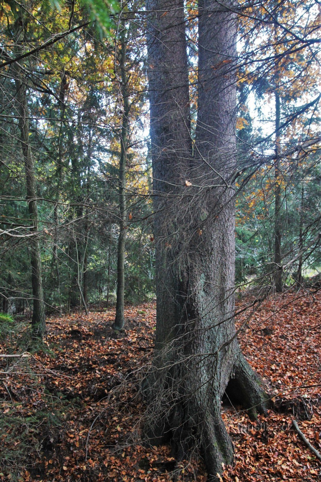 Spruce Dvoják from the ravine