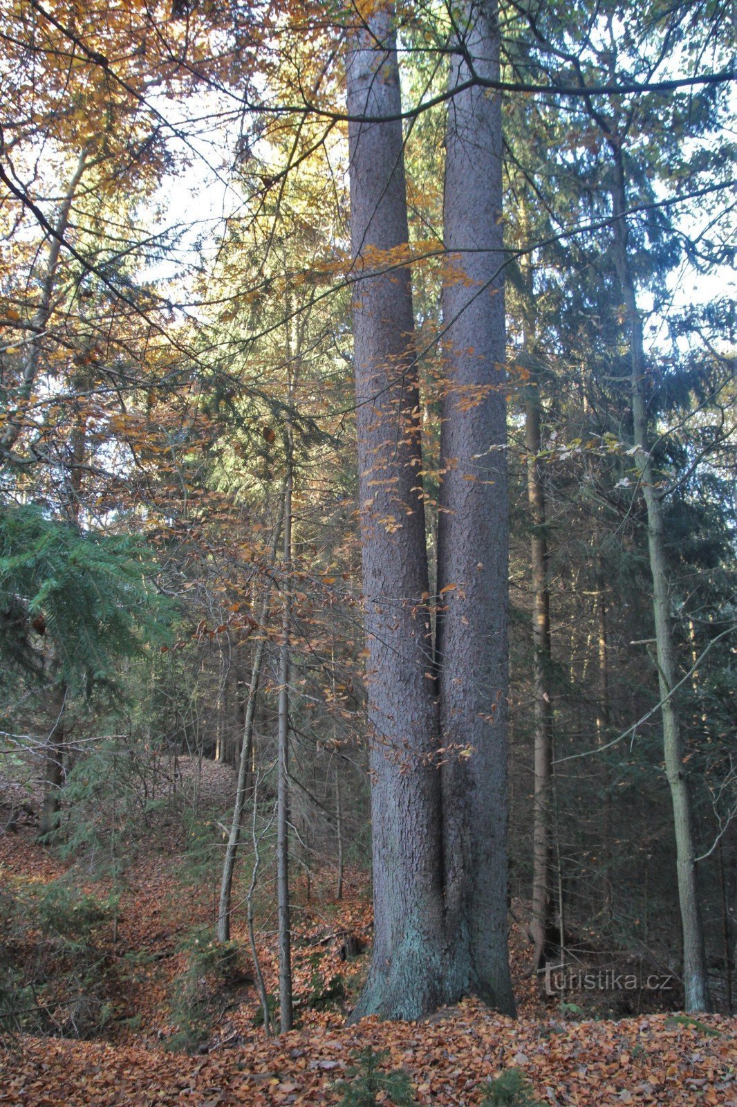 Spruce Double du sentier touristique