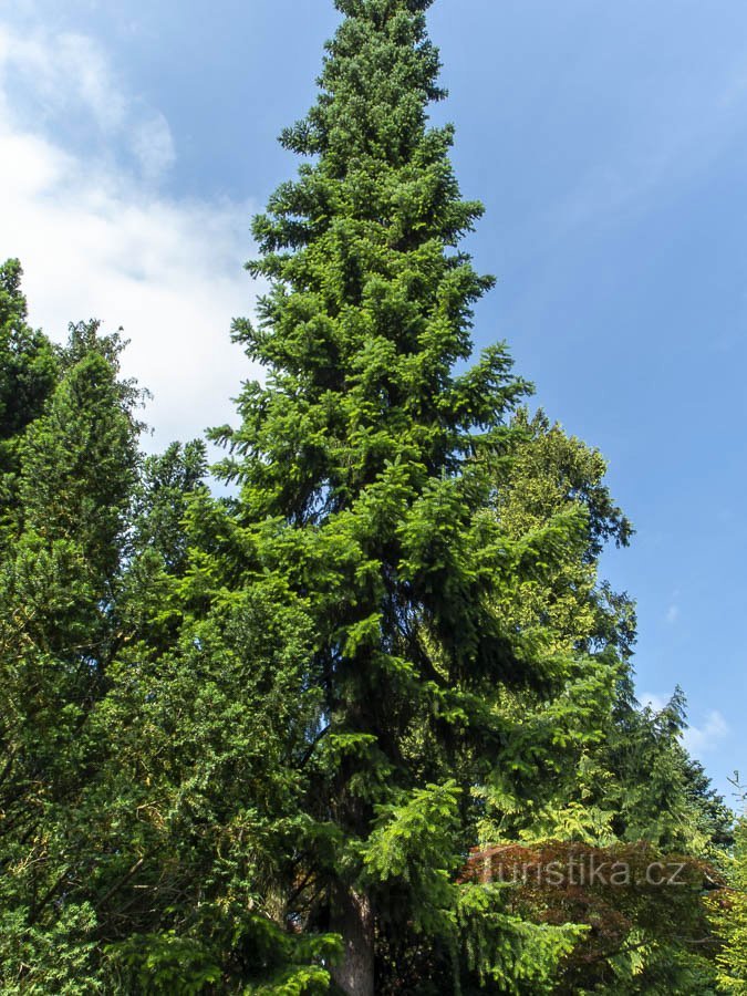 Quercia di abete rosso