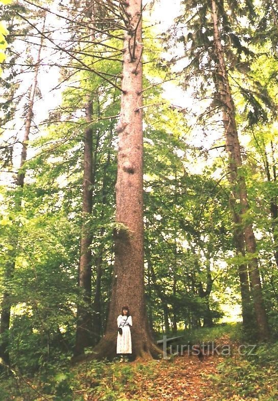 Смрк Столетак, фото 1999 г.