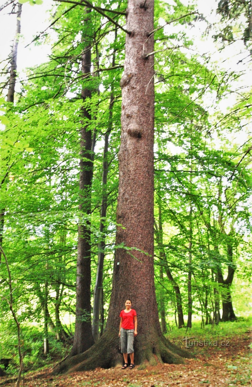 Spruce Centenary το 2012