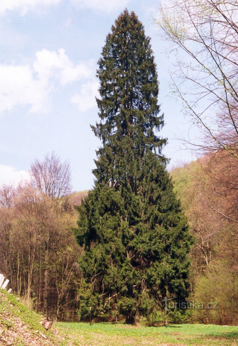 Spruce at Výpustek