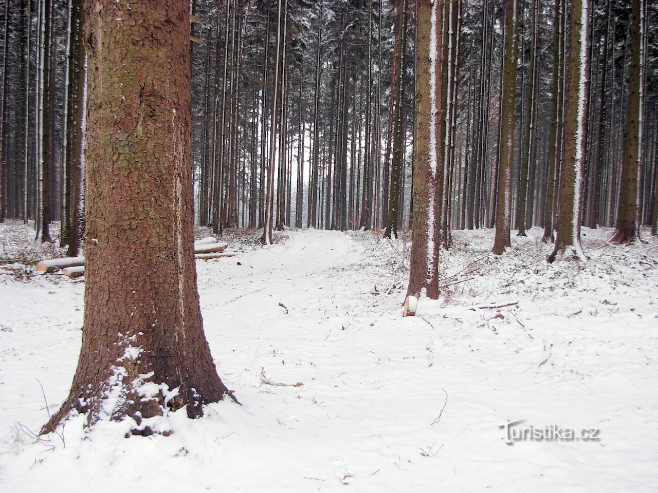 Spruce forest near Zavadilka