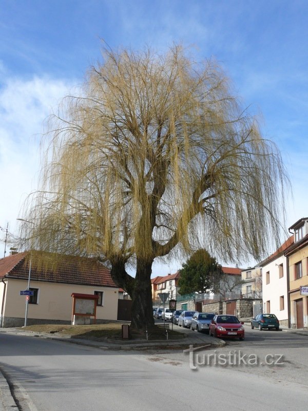 Smuteční vrba v Besednici