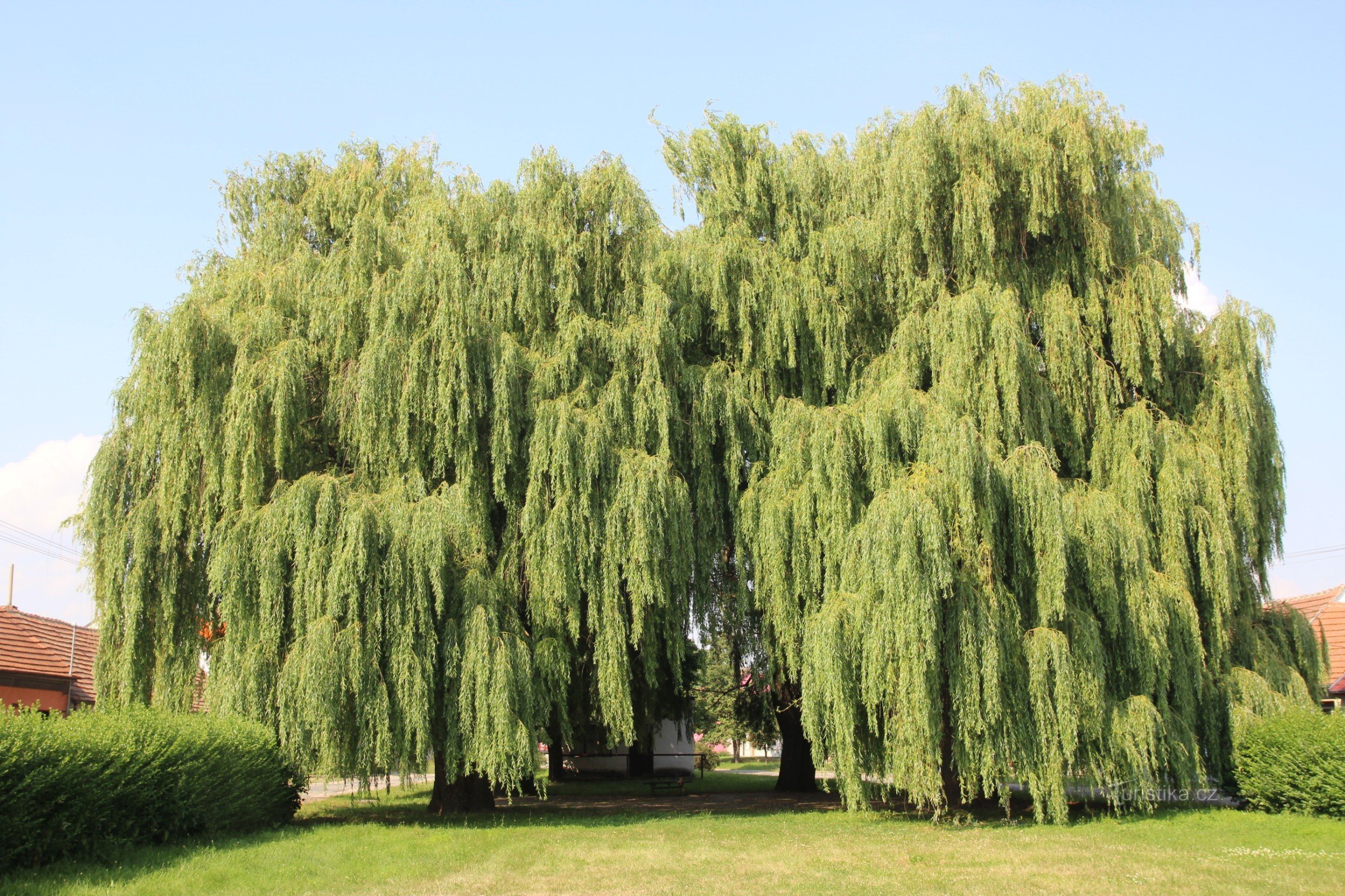 Mourning willows in the park in Prisnot behind the church of St. Wenceslas