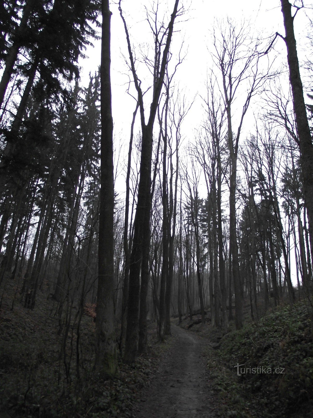 tristeza en el bosque de la ciudad