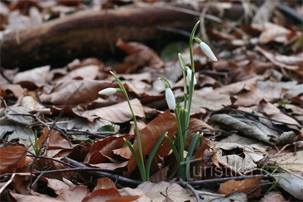 Snowdrops