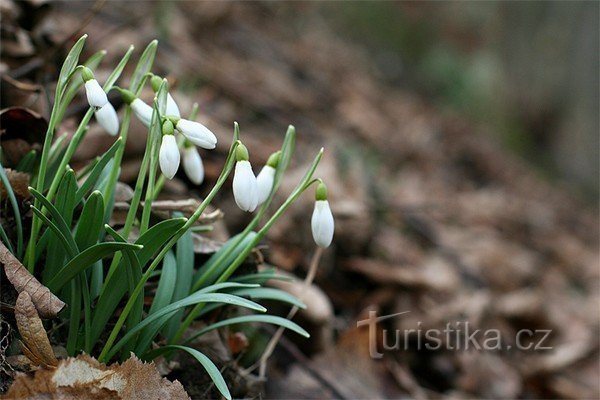 Snowdrops