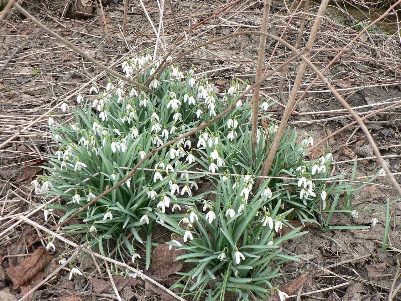 Przebiśniegi