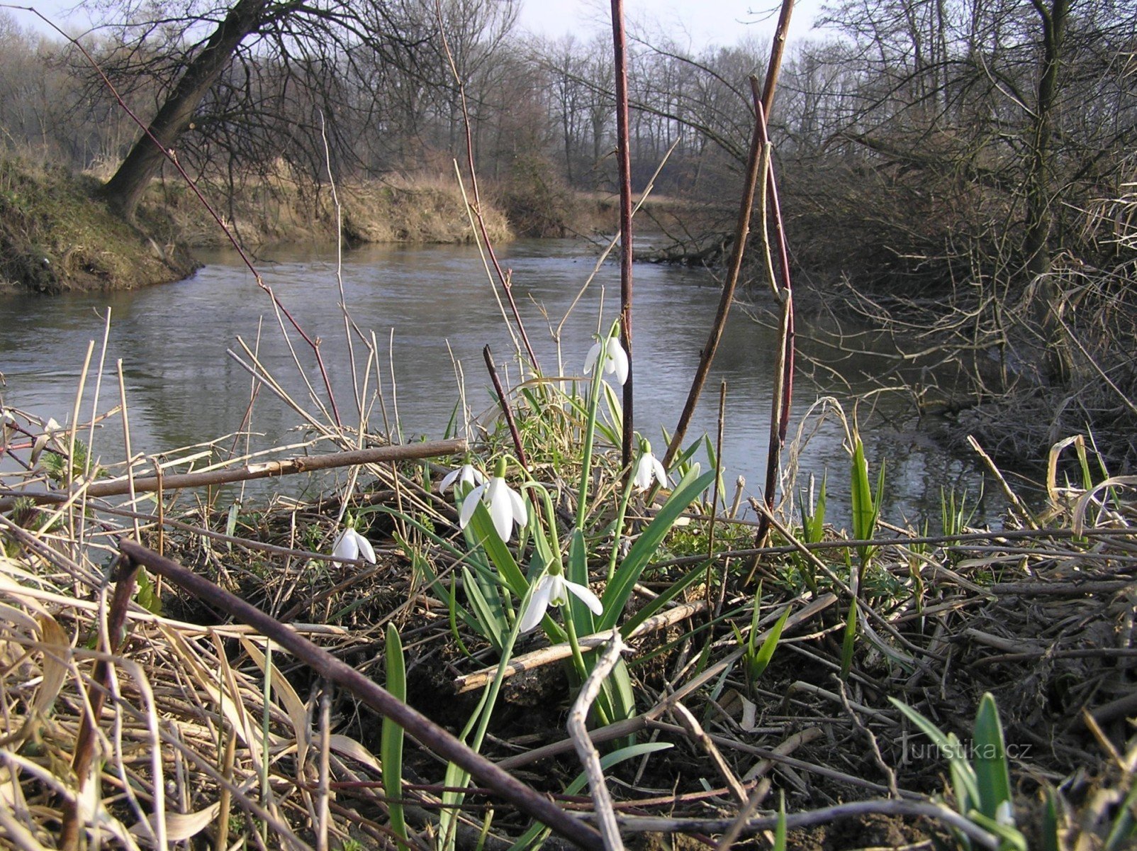 lumikellot Odra-joen rannalla (maaliskuu 2008)