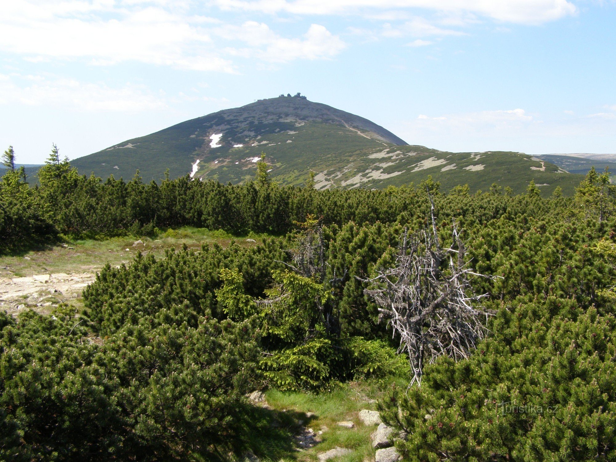 Sněžka from Svorová hora