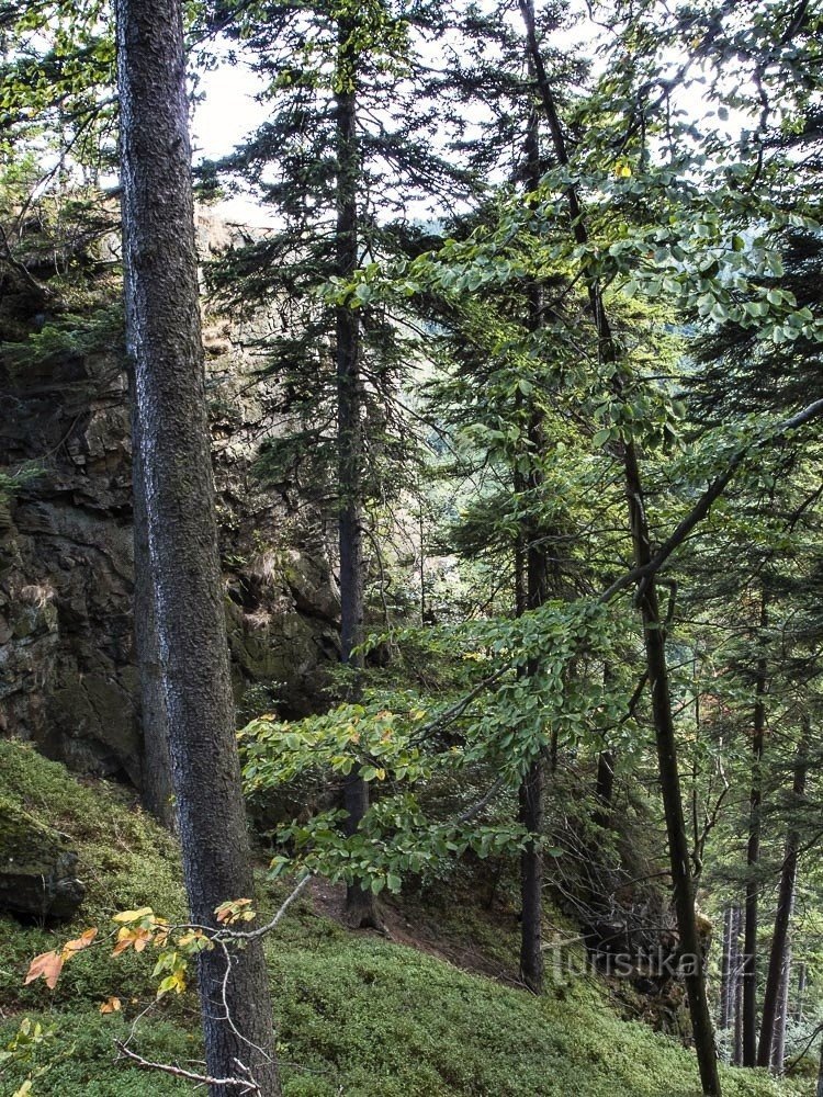 Falkenfelsen