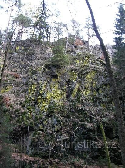 Sokolohrady na stijeni obrasloj rijetkim žutim lišajevima