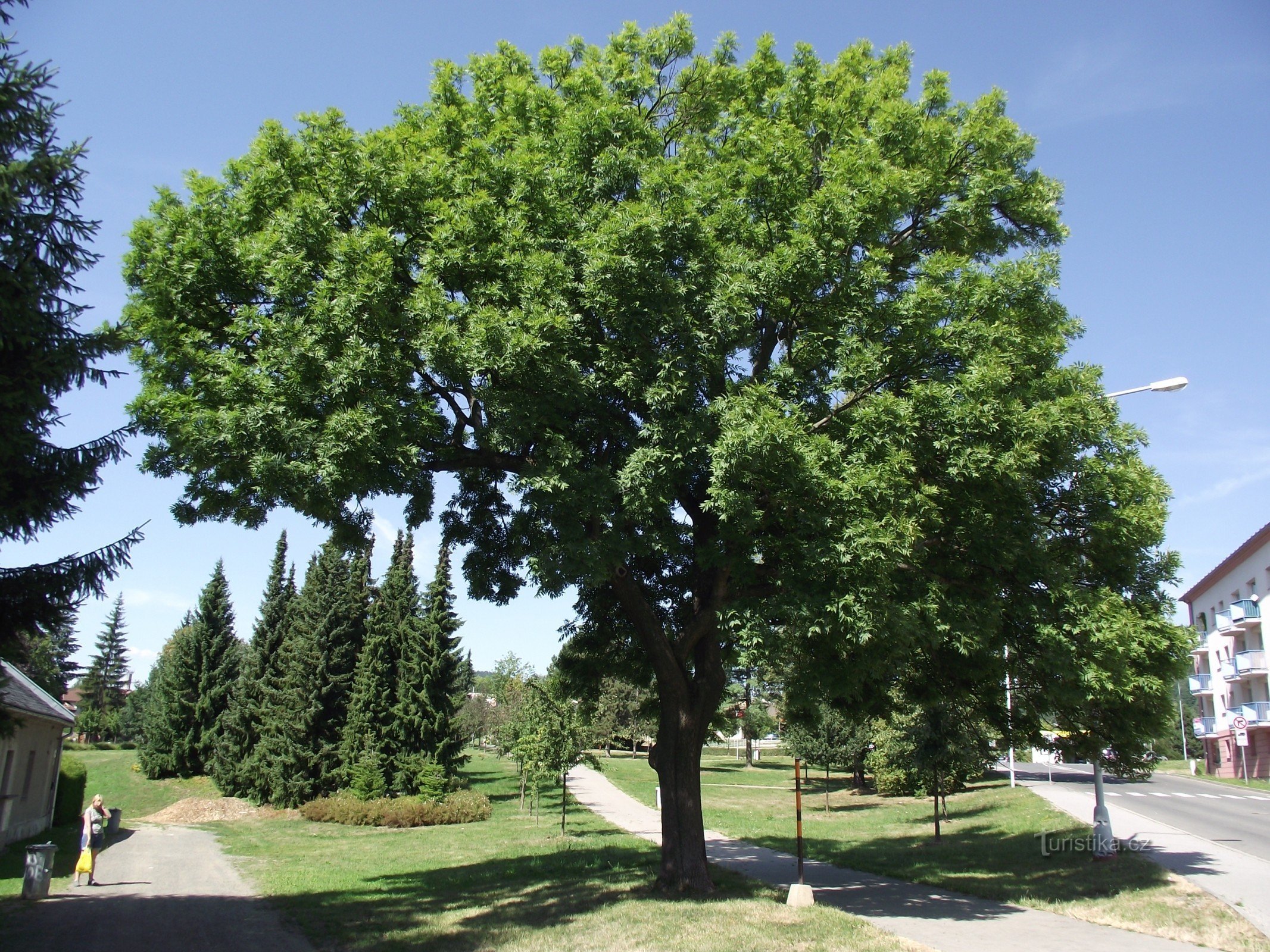 solitarul raportează: toamna este în vedere