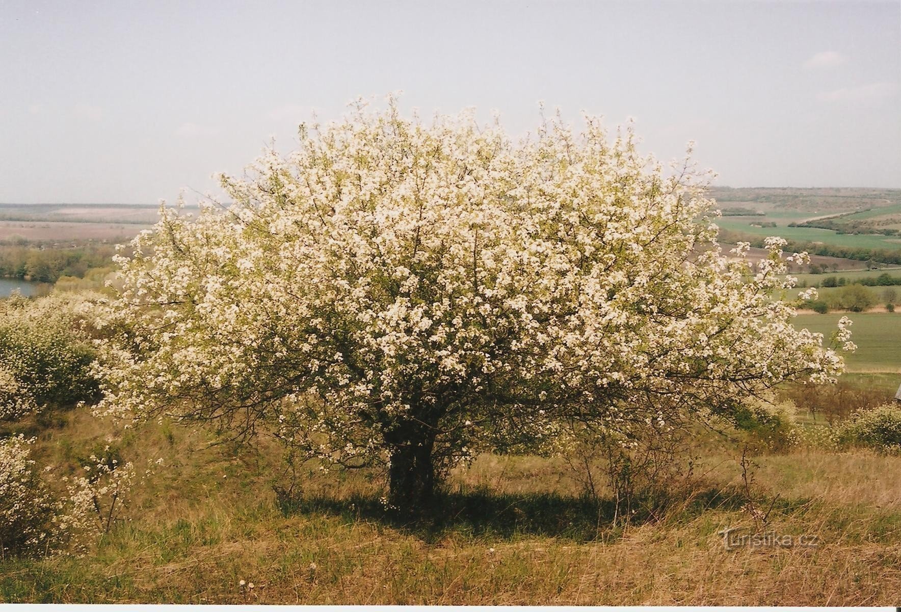 Soliter višně mahalebky