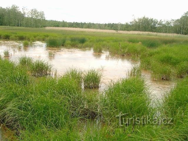 SOOS: Près du village de Hájek, près de Františkové Lázně, vous trouverez une réserve naturelle nationale