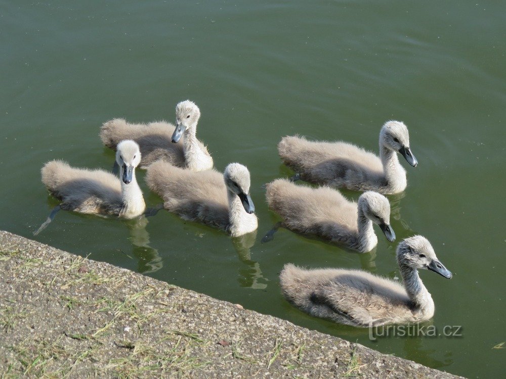 un ensemble de vilains petits canards