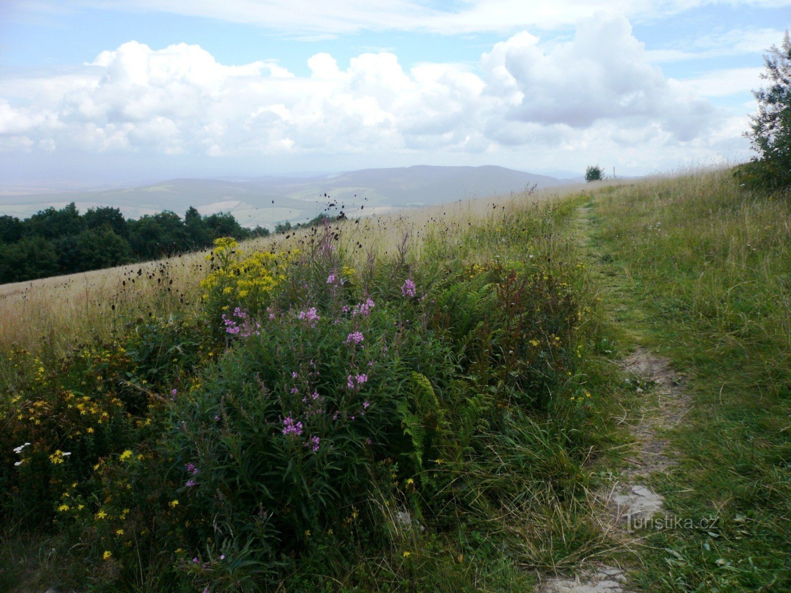 Das Reservat umfasst auch die oberste Bergwiese auf der tschechischen Seite von Velká Javorina