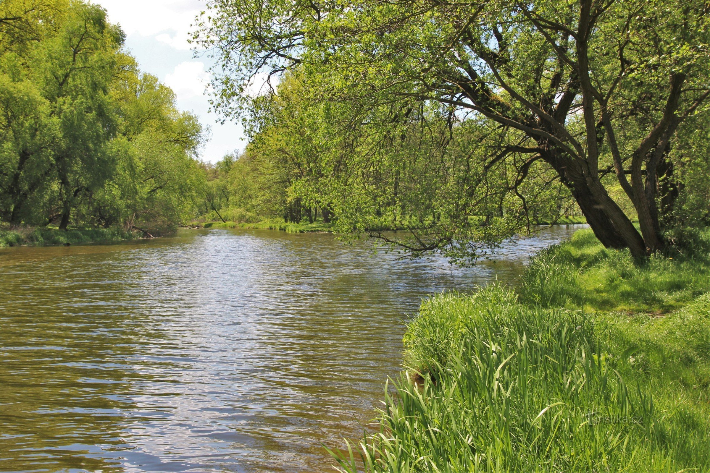 La confluence de Jihlava et Rokytná dans une ambiance printanière