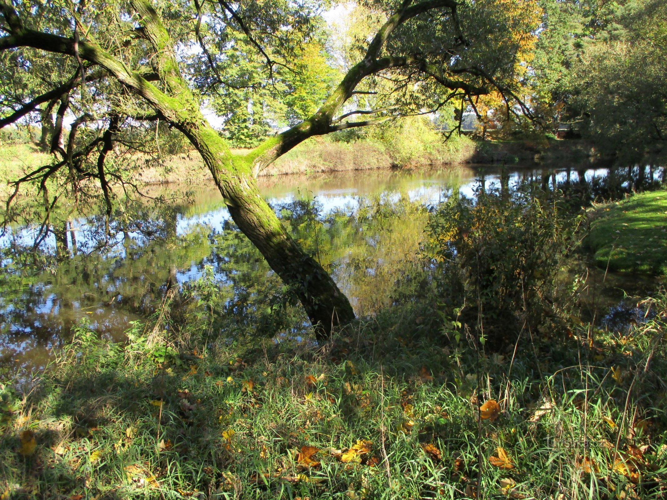 Le confluent de l'Elbe et du ruisseau Malostranské sous Pardědub (Skalice, 12.10.2019/XNUMX/XNUMX)