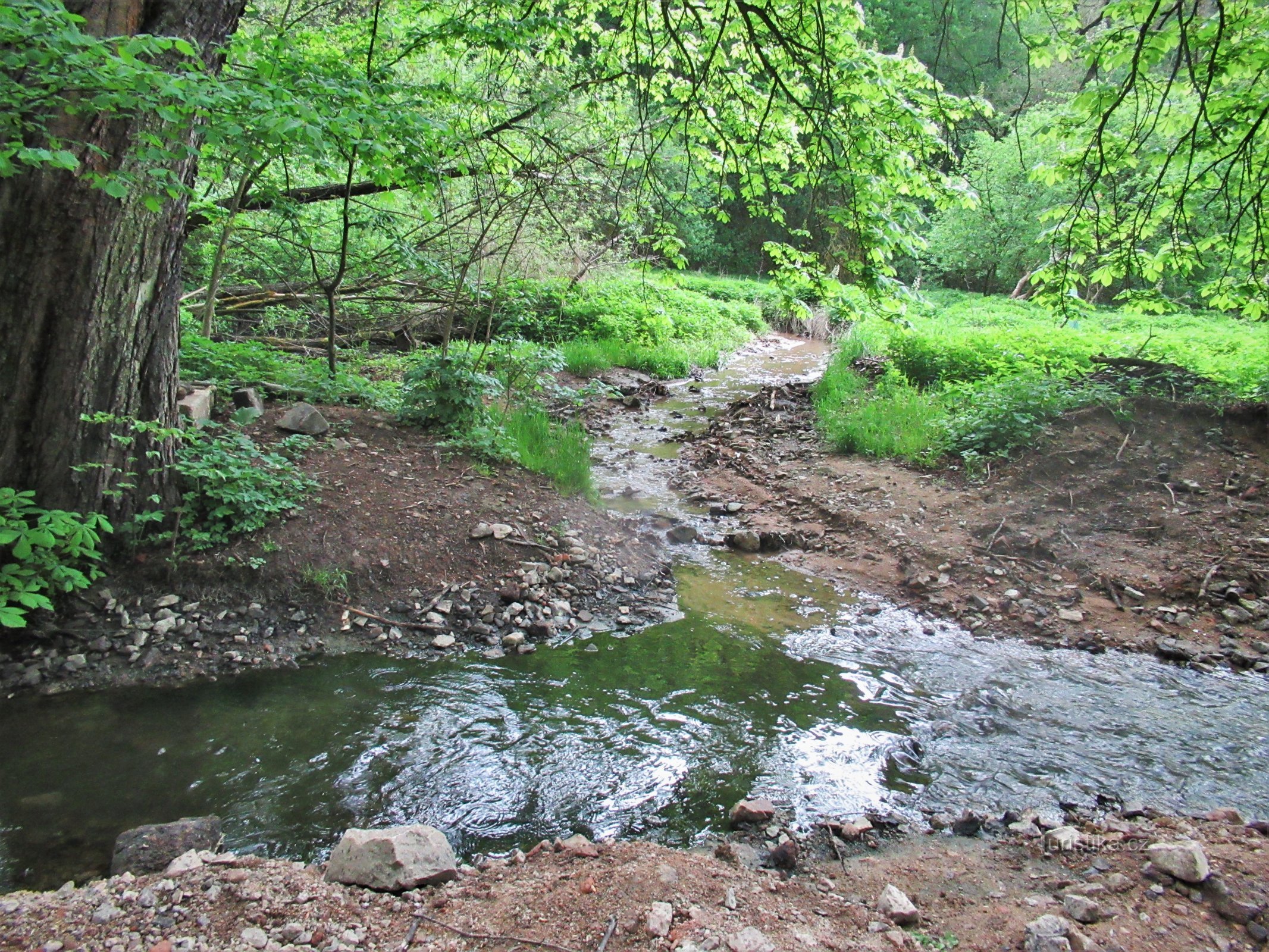 Confluence of Ponávka and Jehnické creek in spring