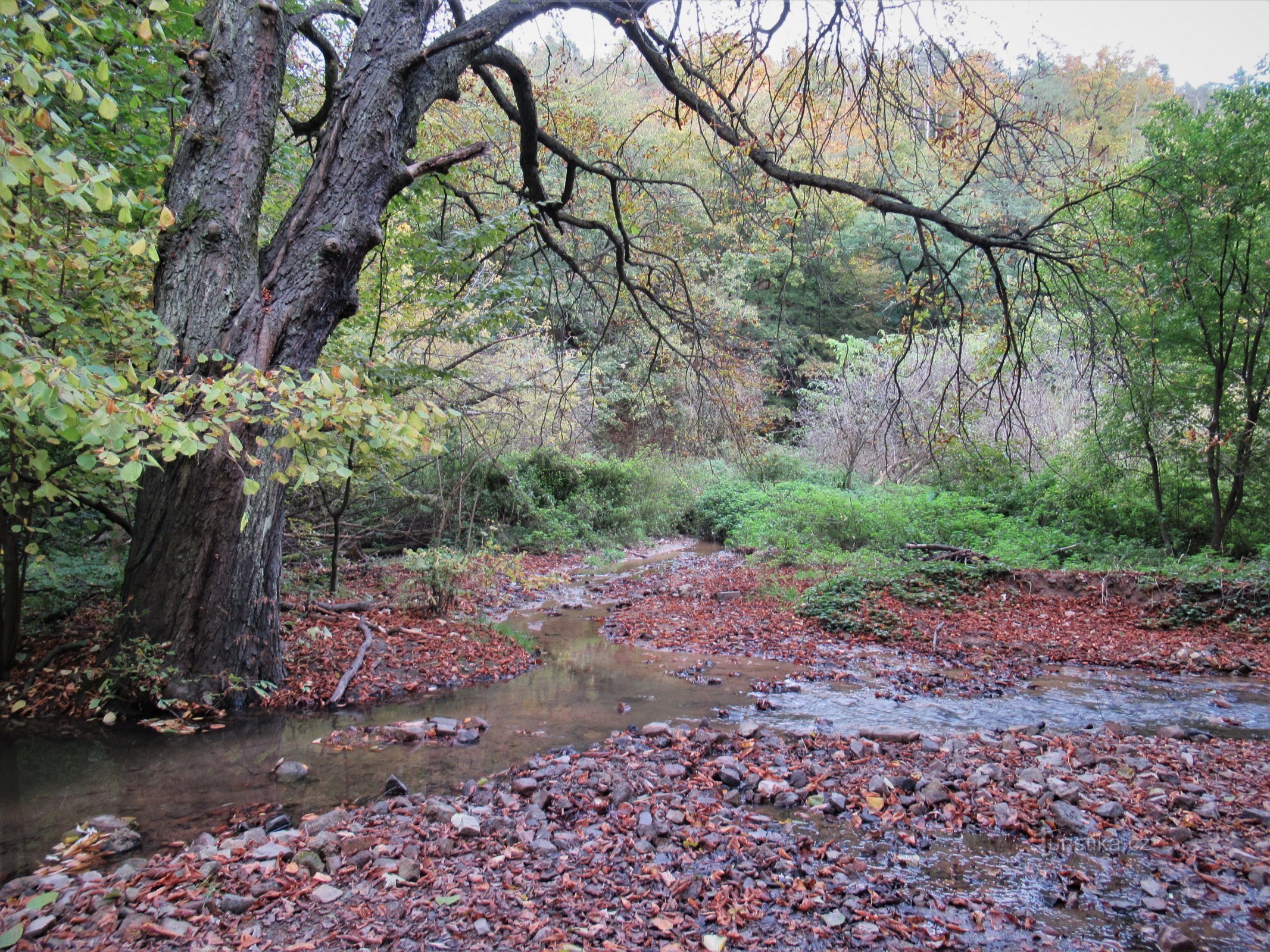 La confluencia del arroyo Ponávka y Jehnické a finales de otoño