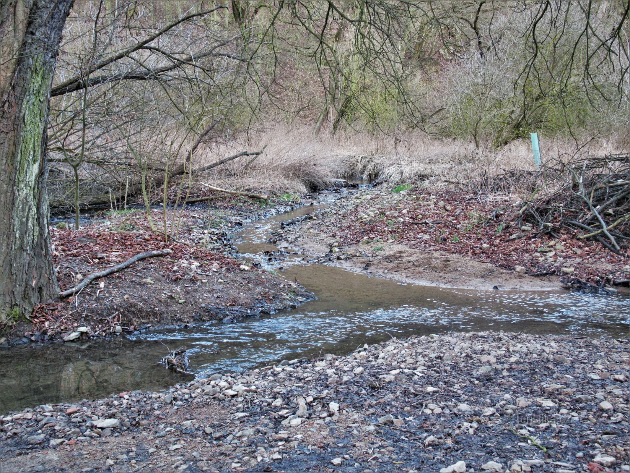 De samenvloeiing van Ponávka en Jehnické-kreek in het vroege voorjaar