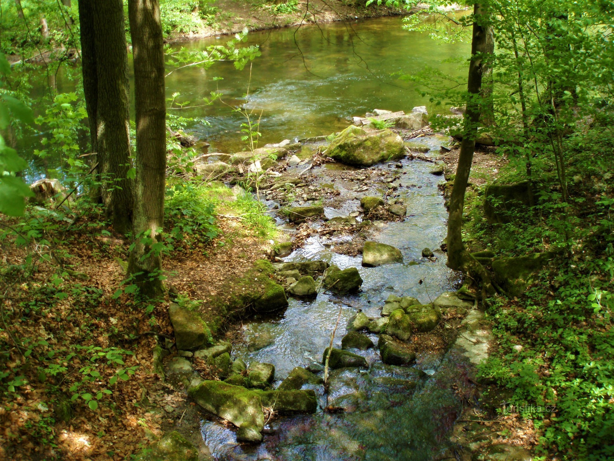 Confluența pârâului Slatina și Úpa pod Výmolem (Slatina nad Úpou, 14.5.2009)