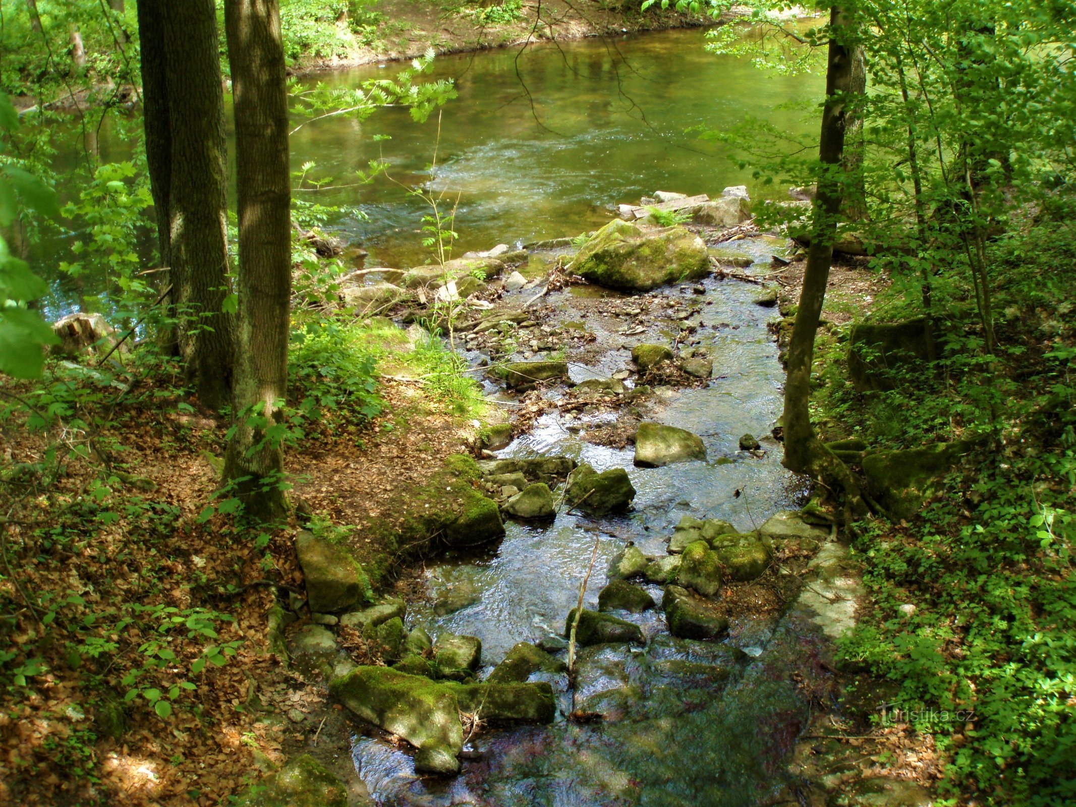 Zbieg strumienia Slatina i Úpa pod Výmolem (Slatina nad Úpou, 14.5.2009)