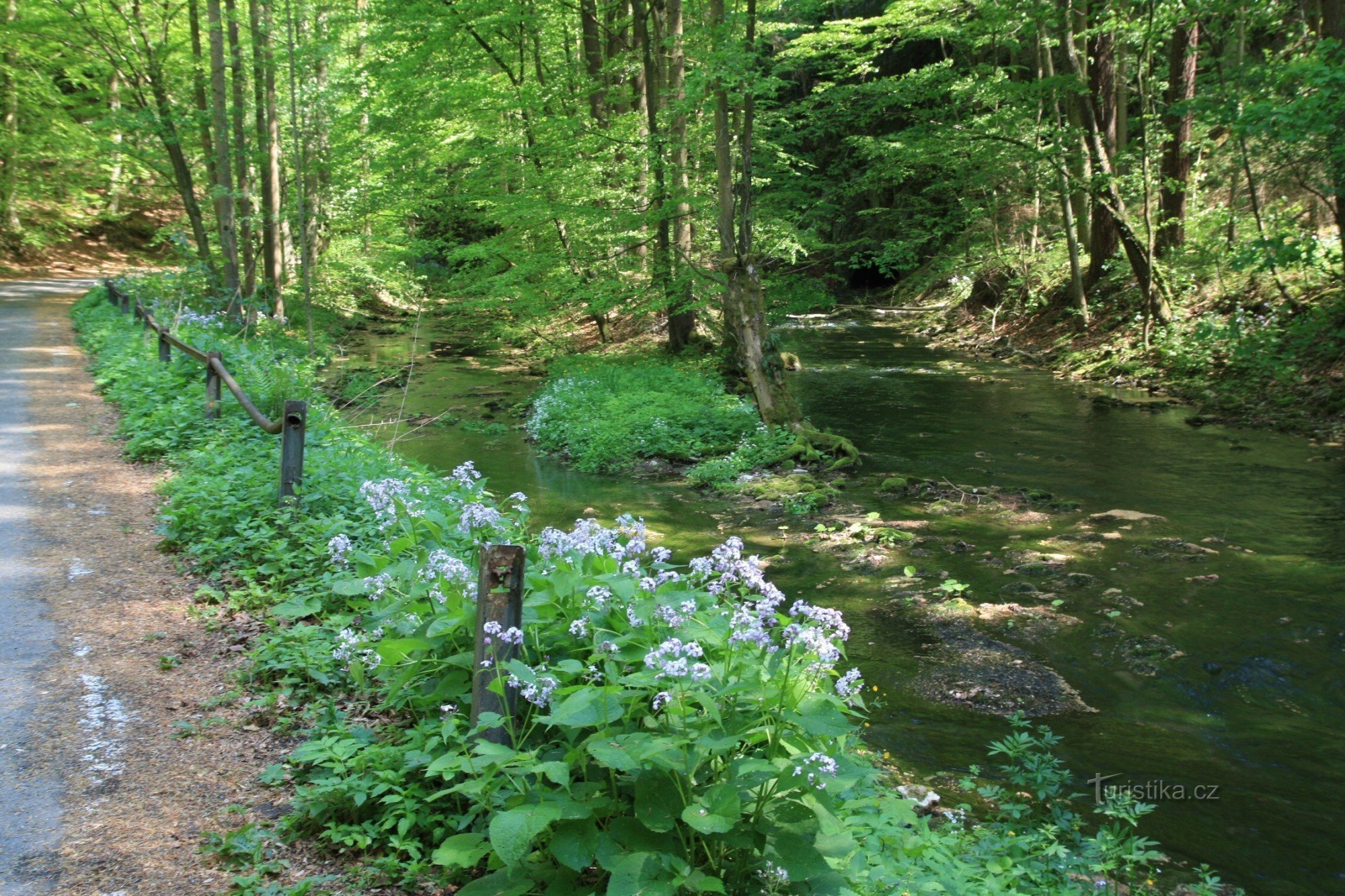 Am Zusammenfluss des Wassers aus dem kleinen und großen Auslass des Flusses Punkva fließt er bereits durch ein Oberflächenbett