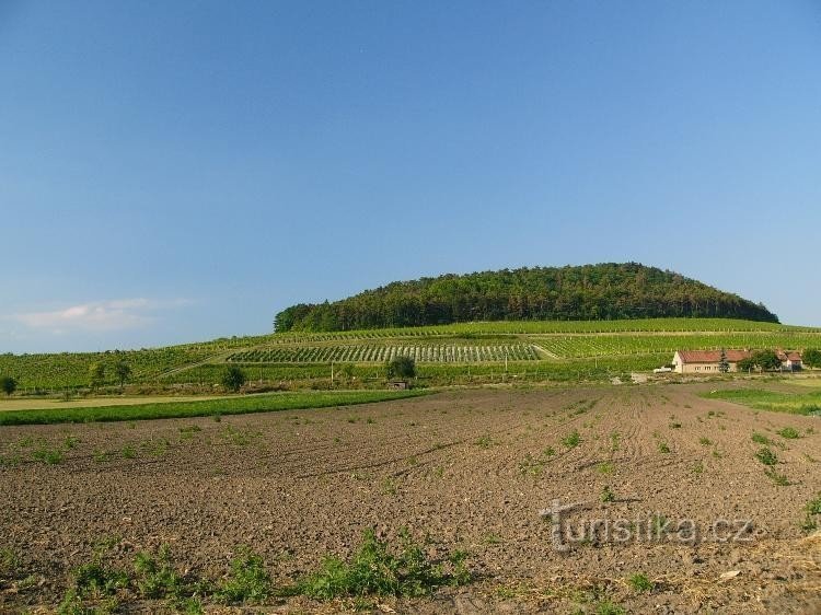 Sovice 278m über dem Meeresspiegel: Hier gedeiht der Wein