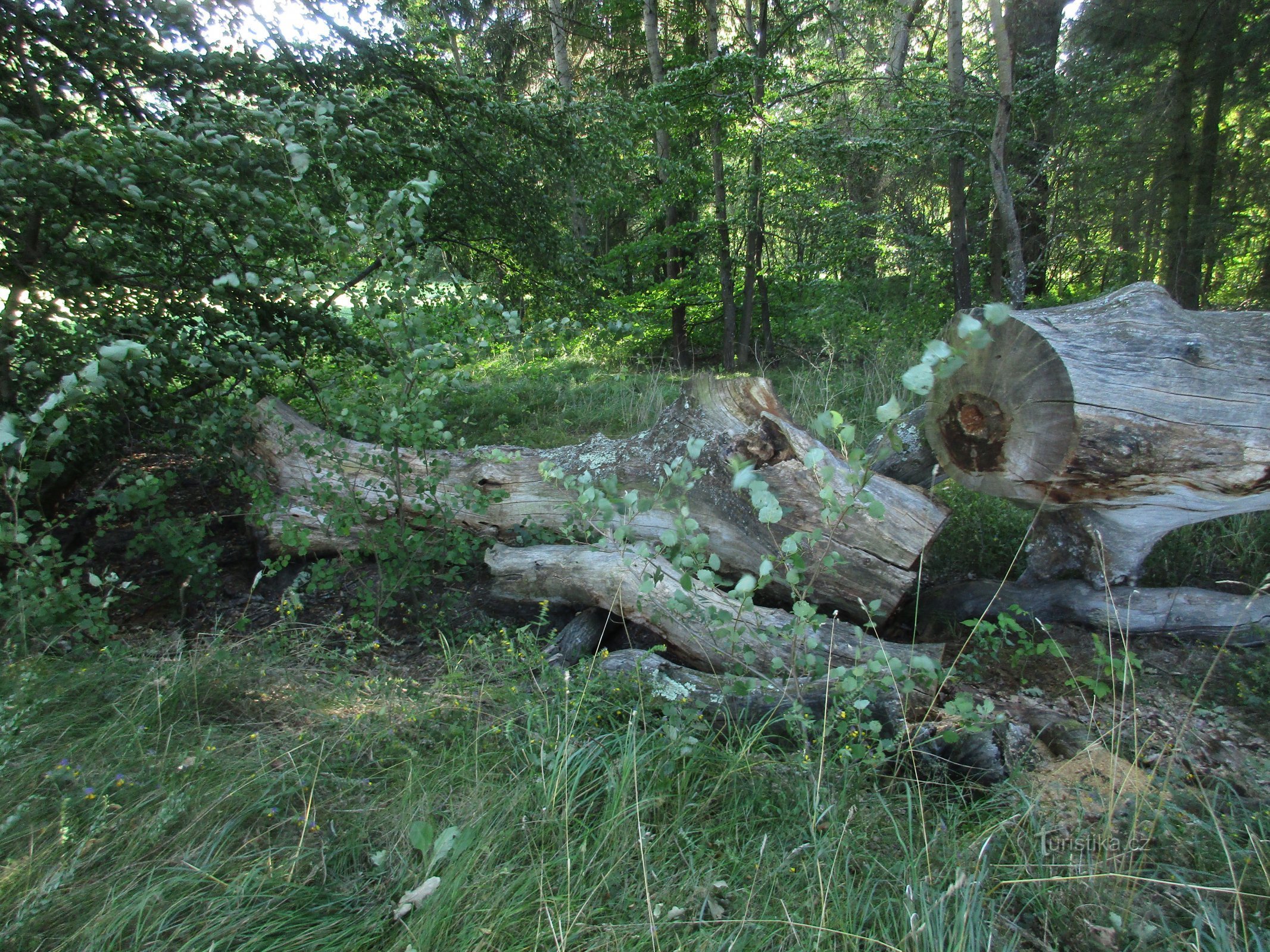 arbres tombés et bûches