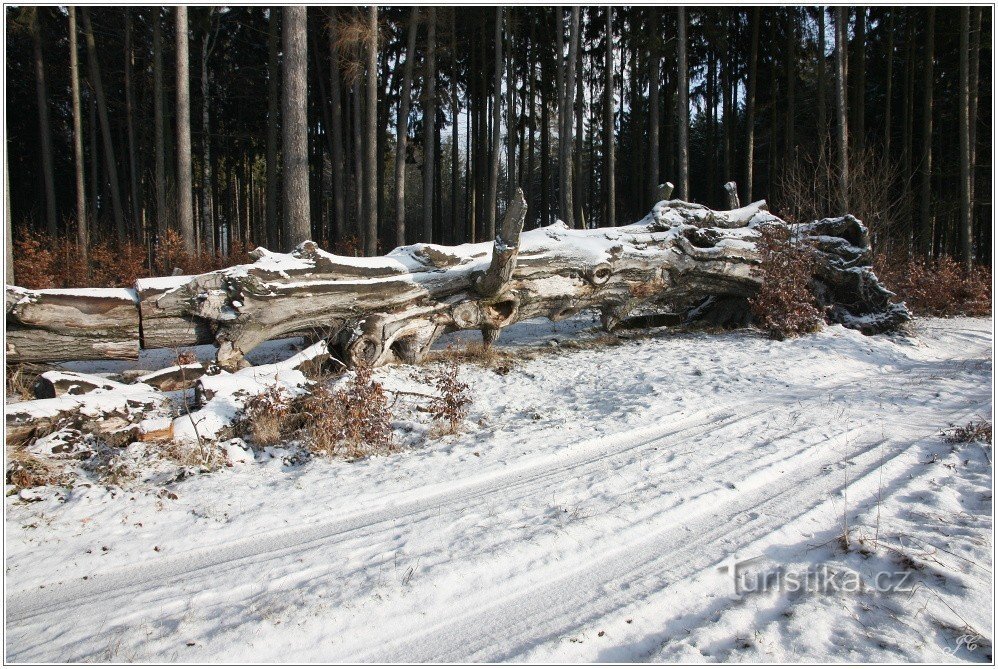 Špetl's beech