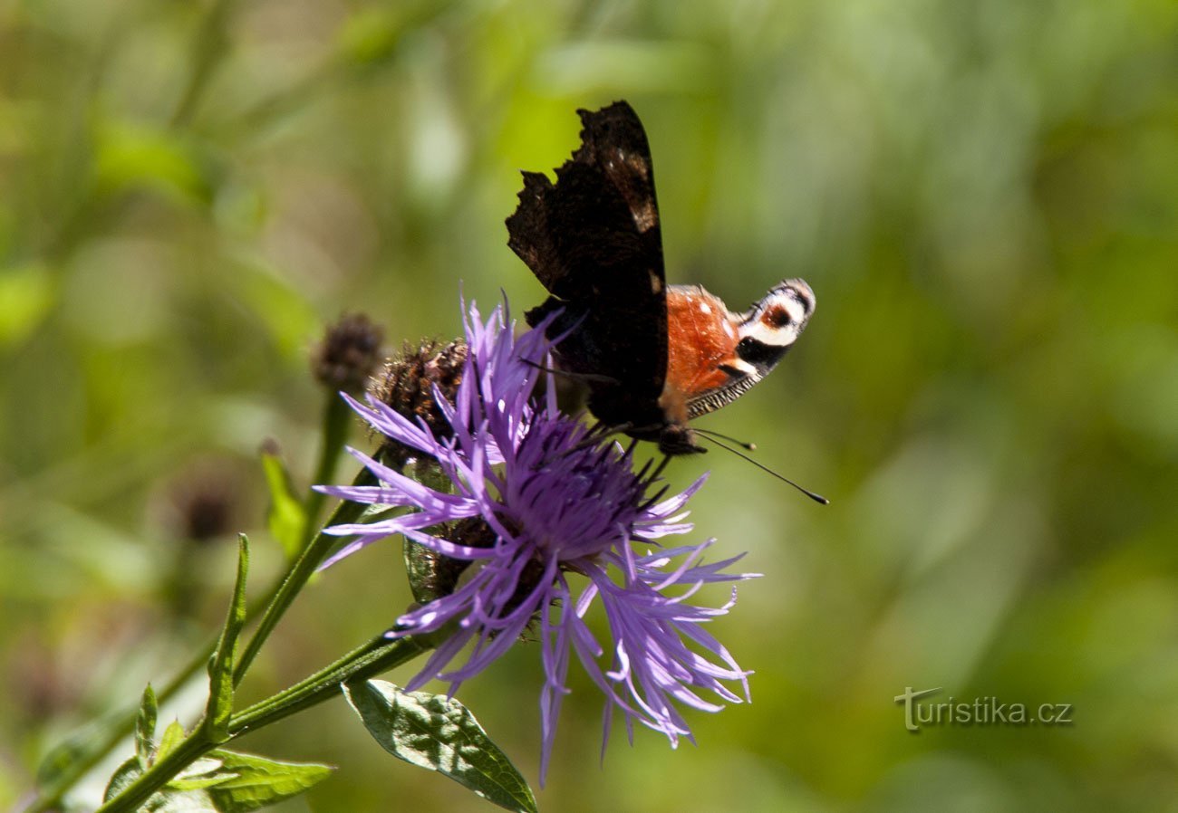 Más bien mariposas