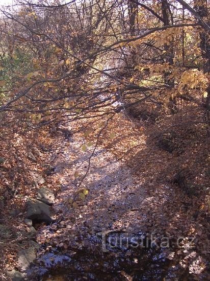 спільне ложе Долін і Рєганчак перед Олешною